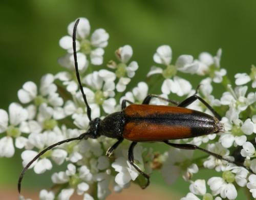 Réf. 38 592 : Stenurella melanura