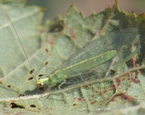 Chrysoperla sp.
