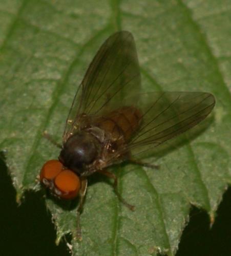 Protoclythia rufa