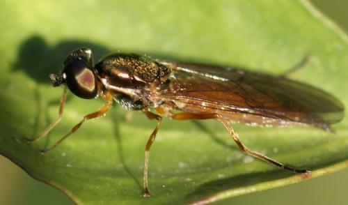Sargus bipunctatus