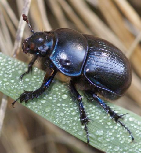 Anoplotrupes stercorosus