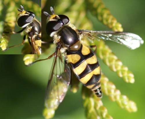 Réf. 38 854 : Didea fasciata