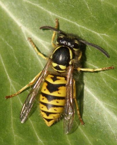 Vespula germanica