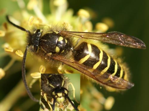 Vespula vulgaris