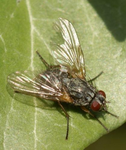 Phaonia sp.