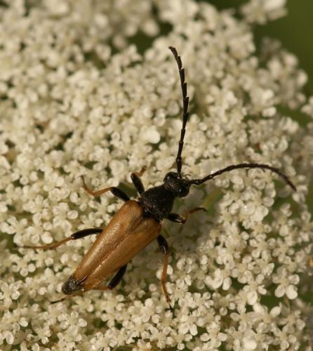 Réf. 38 538 : Stictoleptura rubra