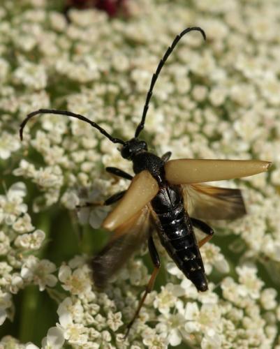 Réf. 38 539 : Stictoleptura rubra