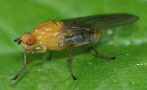 Dryomyza flaveola