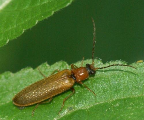 Réf. 38 581 : Denticollis linearis