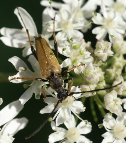 Stictoleptura rubra