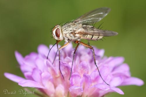 Réf. 38 269 : Prosena siberita