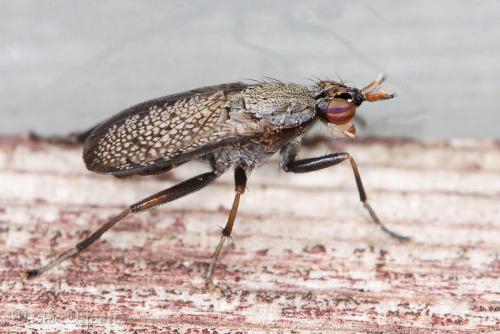 Réf. 38 416 : Coremacera marginata