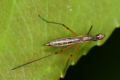 Micropeza lateralis