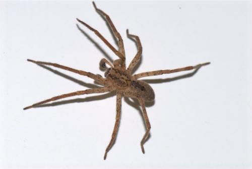 Zoropsis spinimana