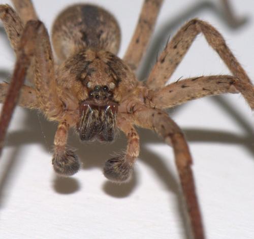 Zoropsis spinimana