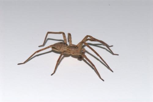 Zoropsis spinimana