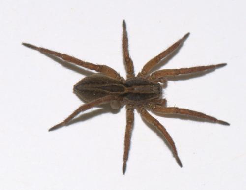 Alopecosa cuneata