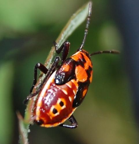 Réf. 38 889 : Spilostethus pandurus