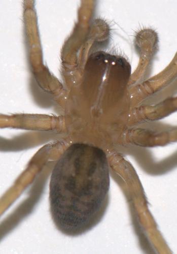 Amaurobius sp.