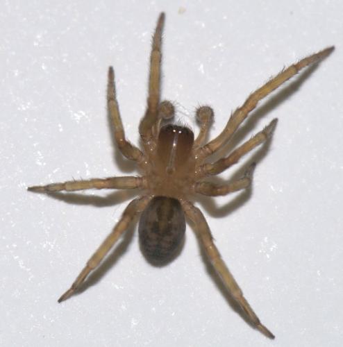Réf. 38 779 : Amaurobius sp.