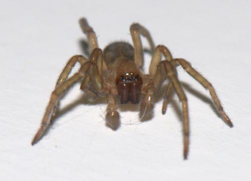 Amaurobius sp.