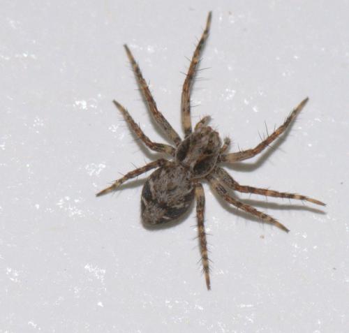 Réf. 38 740 : Oxyopes sp.