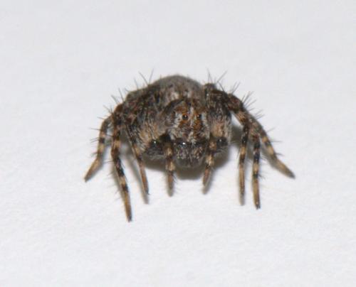 Oxyopes sp.