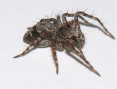 Réf. 38 741 : Oxyopes sp.