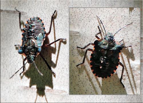 Pentatoma rufipes