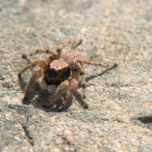 Réf. 38 272 : Aelurillus sp.