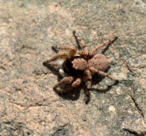 Aelurillus sp.