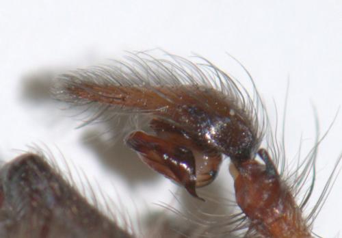 Eratigena saeva