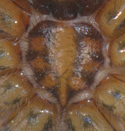 Eratigena saeva