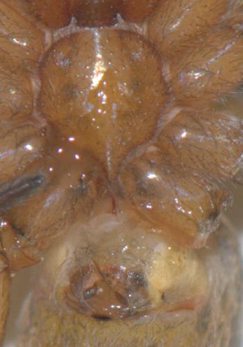 Eratigena agrestis