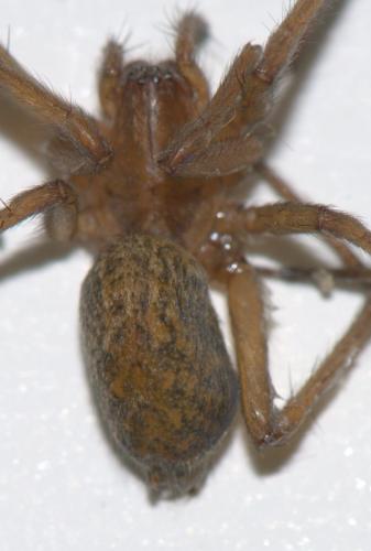 Eratigena agrestis