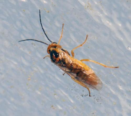Réf. 38 038 : Nematinae inconnu