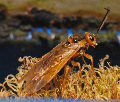 Réf. 38 039 : Nematinae inconnu