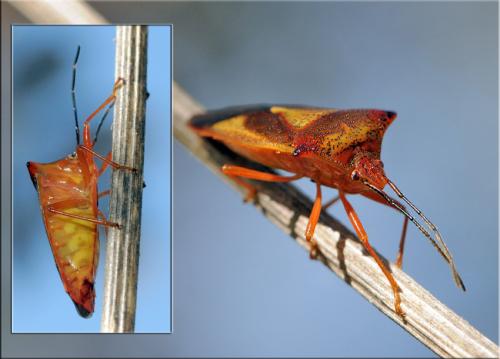 Acanthosoma haemorrhoidale haemorrhoidale