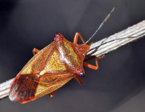 Acanthosoma haemorrhoidale haemorrhoidale