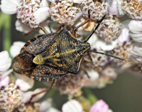 Carpocoris purpureipennis