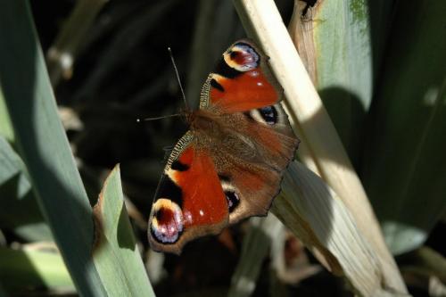 Réf. 38 160 : Aglais io