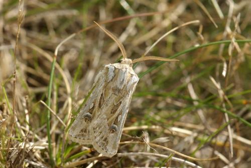 Réf. 38 321 : Agrotis graslini