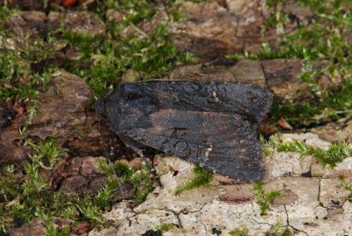 Aporophyla nigra
