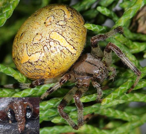 Araneus marmoreus