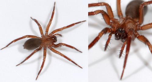 Réf. 38 233 : Cicurina cicur