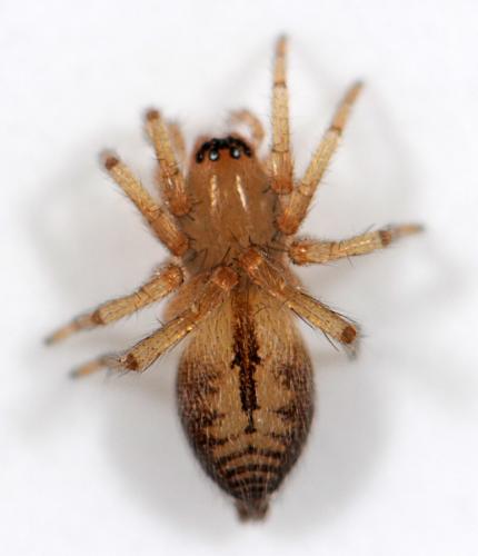 Clubiona sp.