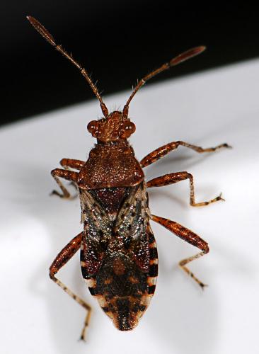 Rhopalus subrufus