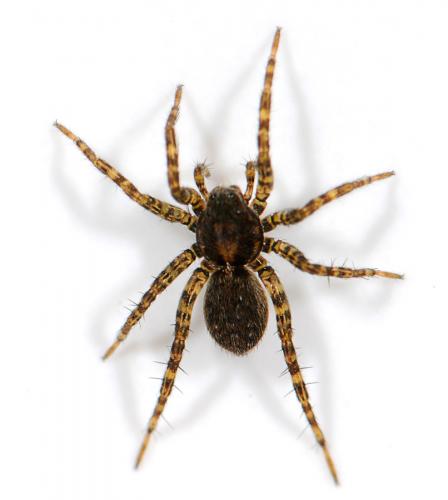 Réf. 38 367 : Pardosa sp.
