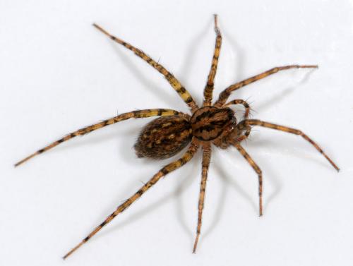 Réf. 38 364 : Tegenaria silvestris