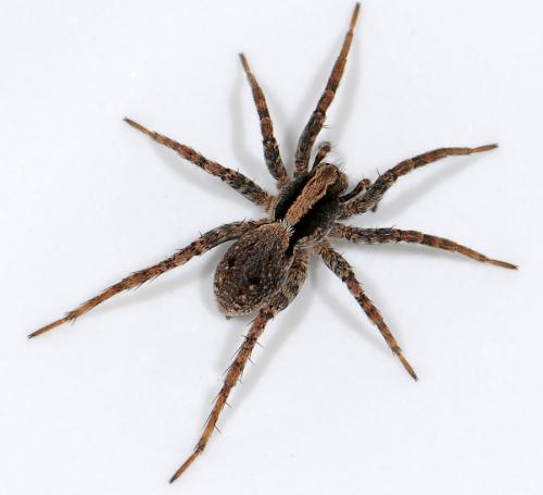 Xerolycosa nemoralis
